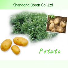 Shandong nueva cosecha de alta calidad de papa fresca
